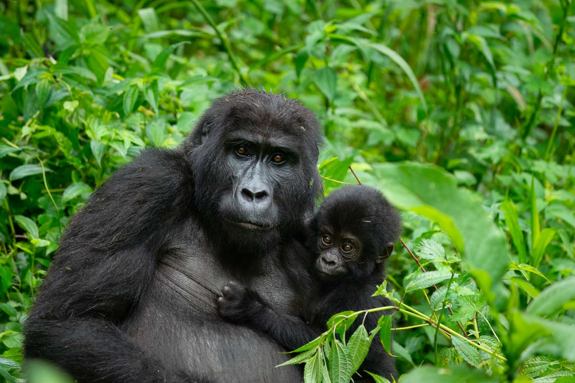 Uganda Gorilla Nikon School Viaggio Fotografico Workshop Viaggi Fotografici 00052