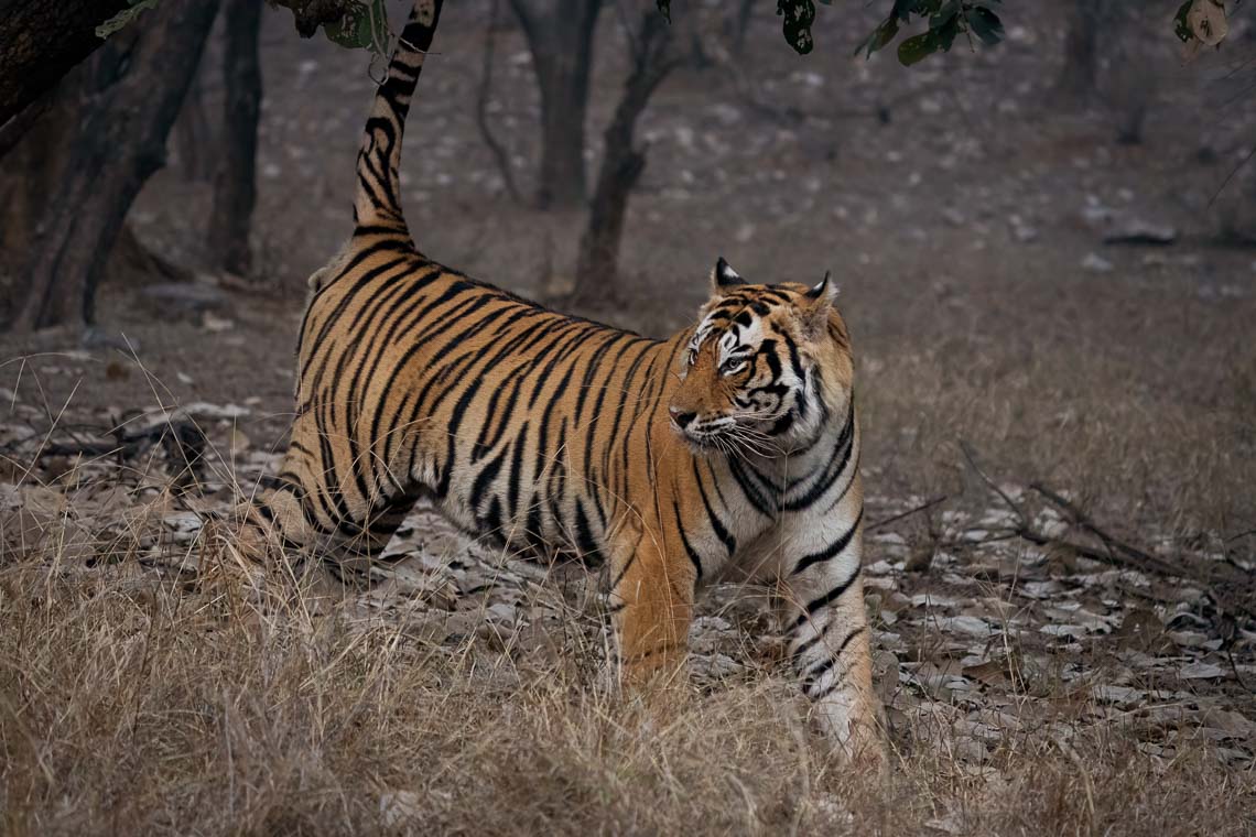 Viaggio Fotografico India Tigri Rathambore Nikon School Travel Workshop Wildlife Viaggi Fotografici 00042