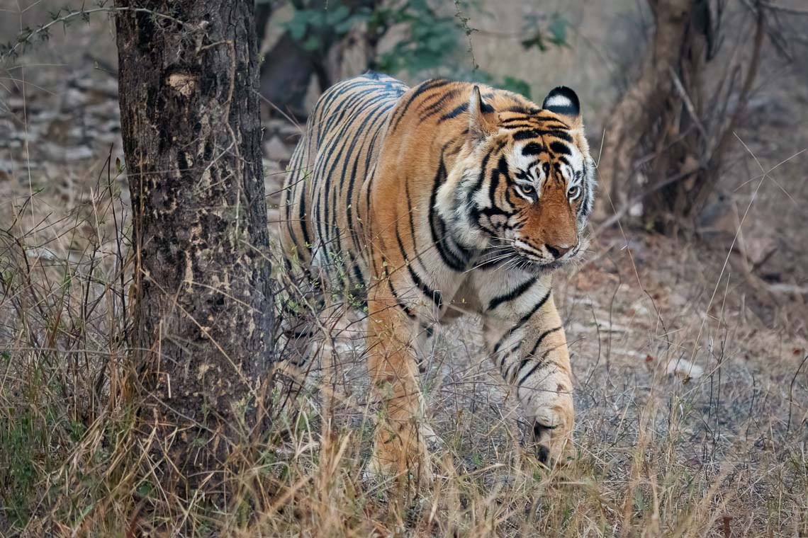 Viaggio Fotografico India Tigri Rathambore Nikon School Travel Workshop Wildlife Viaggi Fotografici 00043