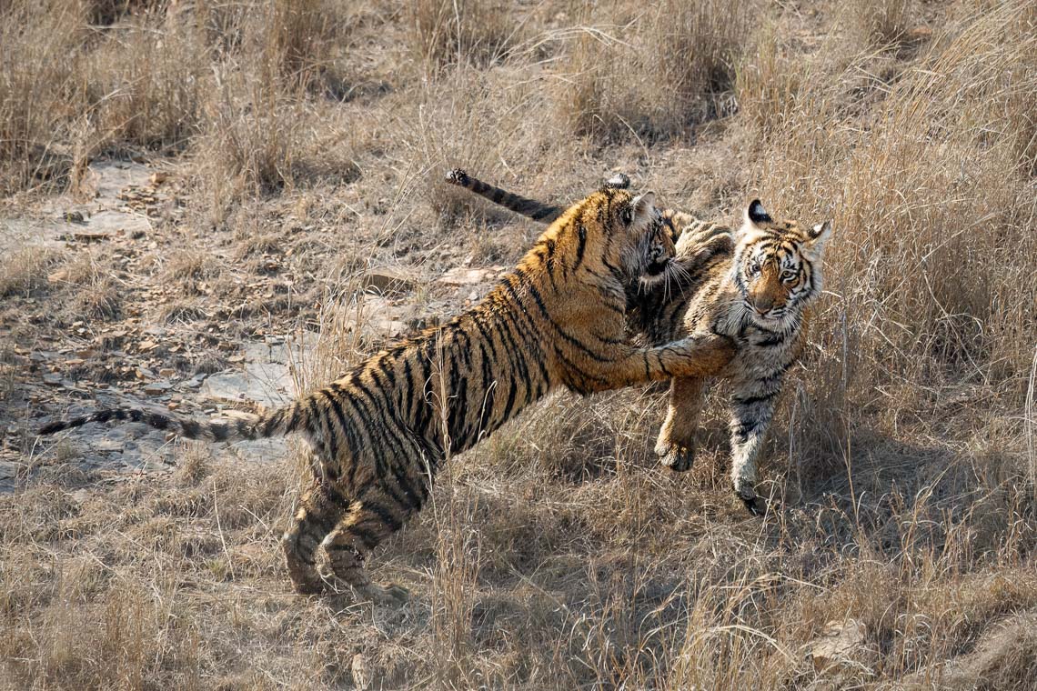 Viaggio Fotografico India Tigri Rathambore Nikon School Travel Workshop Wildlife Viaggi Fotografici 00060