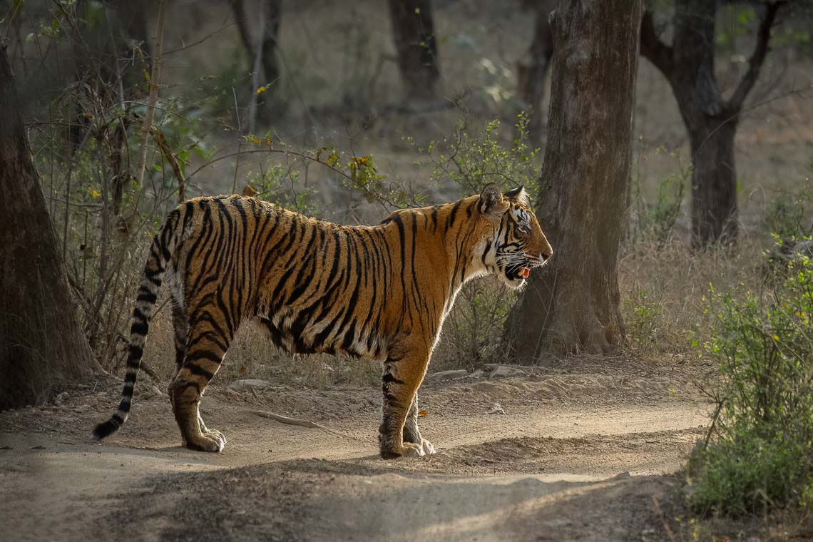 Viaggio Fotografico India Tigri Rathambore Nikon School Travel Workshop Wildlife Viaggi Fotografici 00063