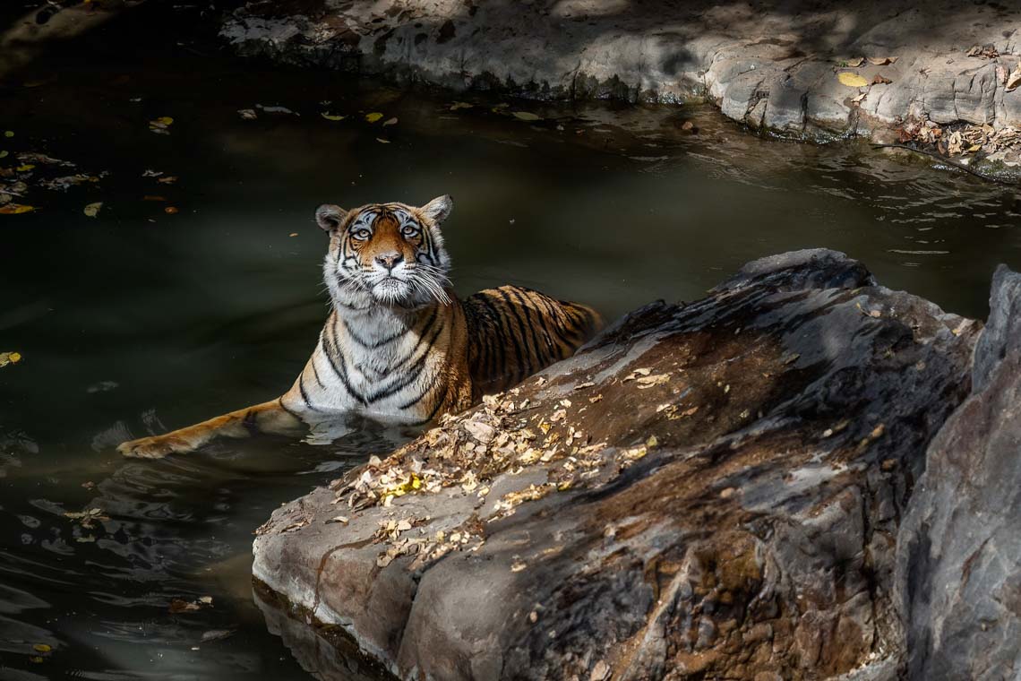 Viaggio Fotografico India Tigri Rathambore Nikon School Travel Workshop Wildlife Viaggi Fotografici 00064