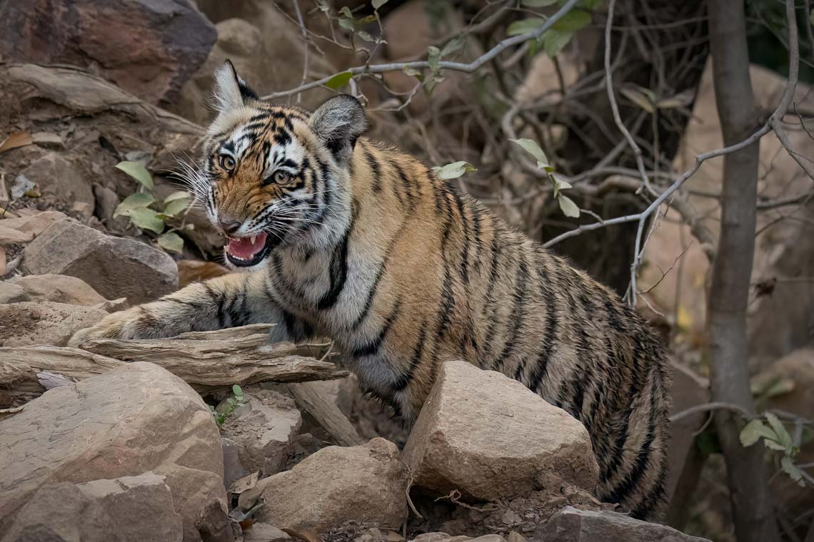 Viaggio Fotografico India Tigri Rathambore Nikon School Travel Workshop Wildlife Viaggi Fotografici 00065