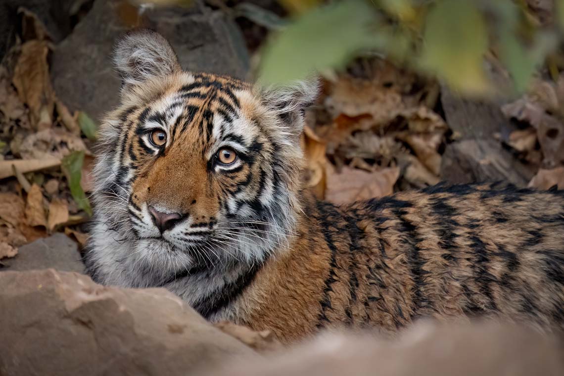 Viaggio Fotografico India Tigri Rathambore Nikon School Travel Workshop Wildlife Viaggi Fotografici 00066