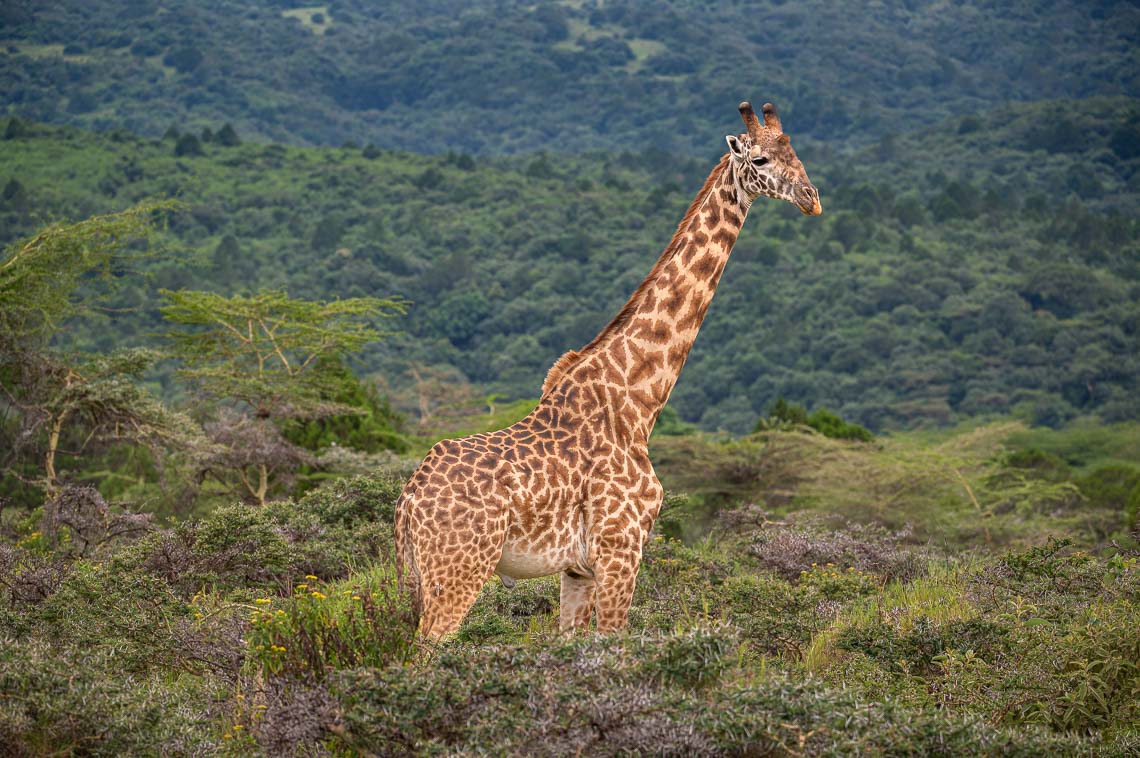 Viaggio Fotografico Tanzania Safari Nikon School Travel Viaggi Fotografici Sarengeti Ngorongoro Workshop Wildlife 00001