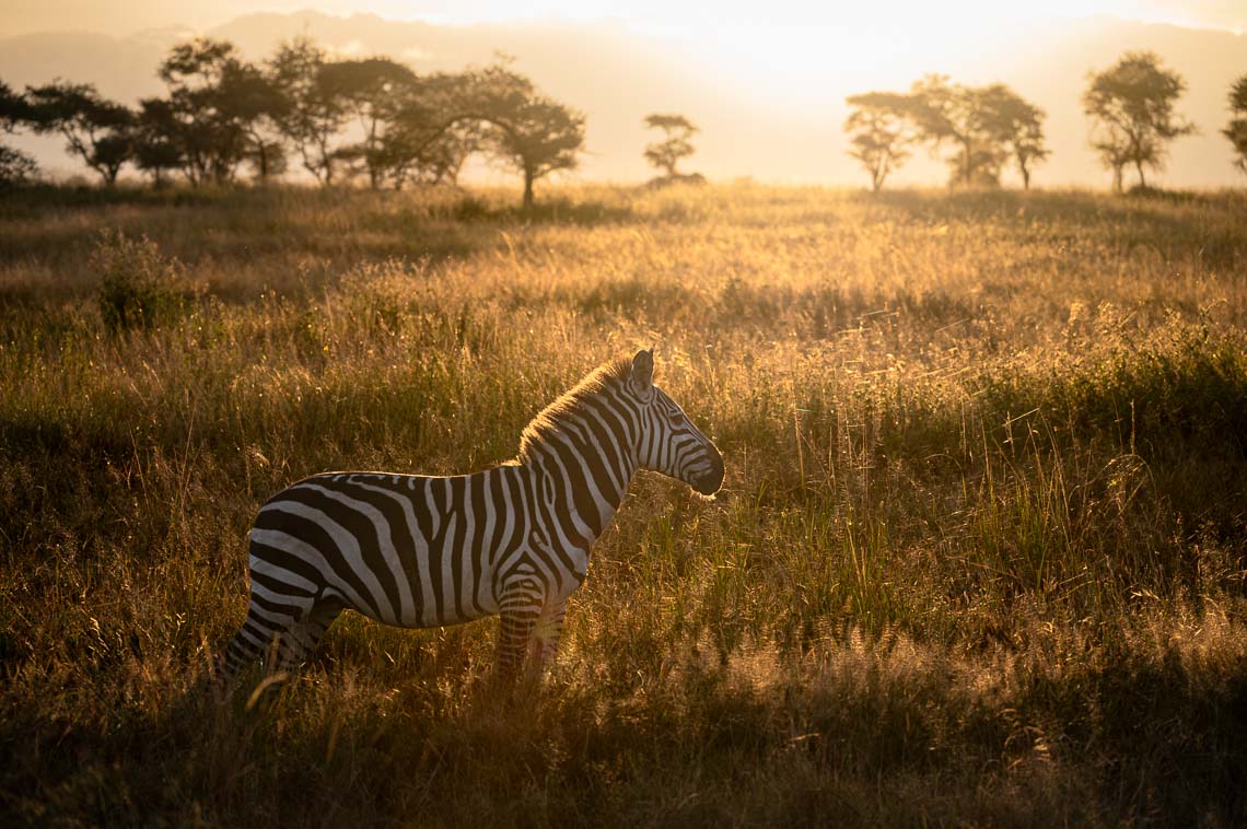 Viaggio Fotografico Tanzania Safari Nikon School Travel Viaggi Fotografici Sarengeti Ngorongoro Workshop Wildlife 00003