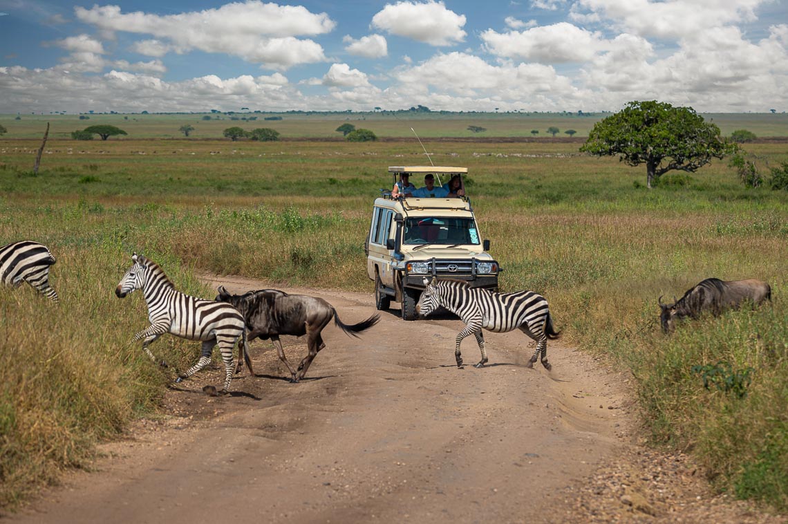 Viaggio Fotografico Tanzania Safari Nikon School Travel Viaggi Fotografici Sarengeti Ngorongoro Workshop Wildlife 00018