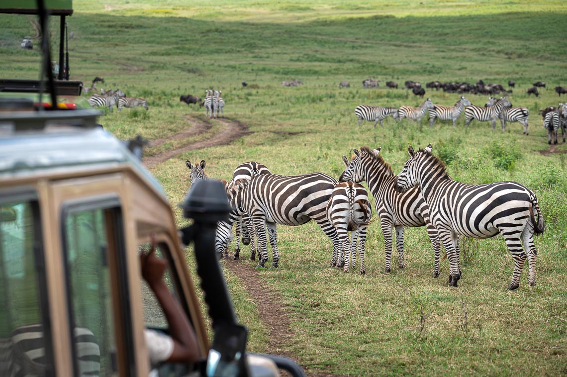 Viaggio Fotografico Tanzania Safari Nikon School Travel Viaggi Fotografici Sarengeti Ngorongoro Workshop Wildlife 00027