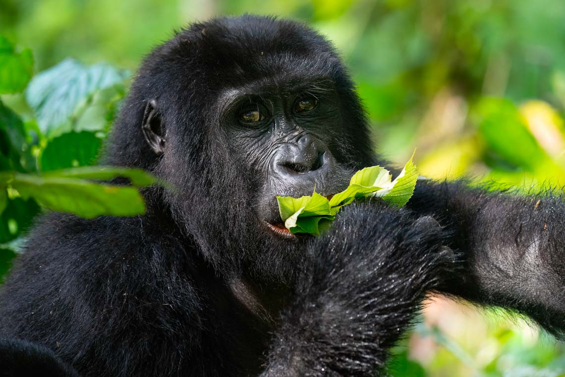 Uganda Gorilla Nikon School Viaggio Fotografico Workshop Viaggi Fotografici 00055