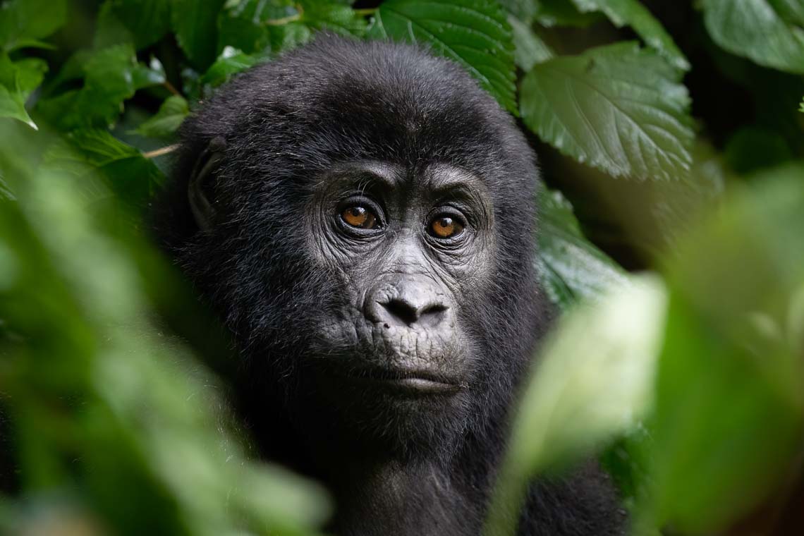 Uganda Gorilla Nikon School Viaggio Fotografico Workshop Viaggi Fotografici 00057