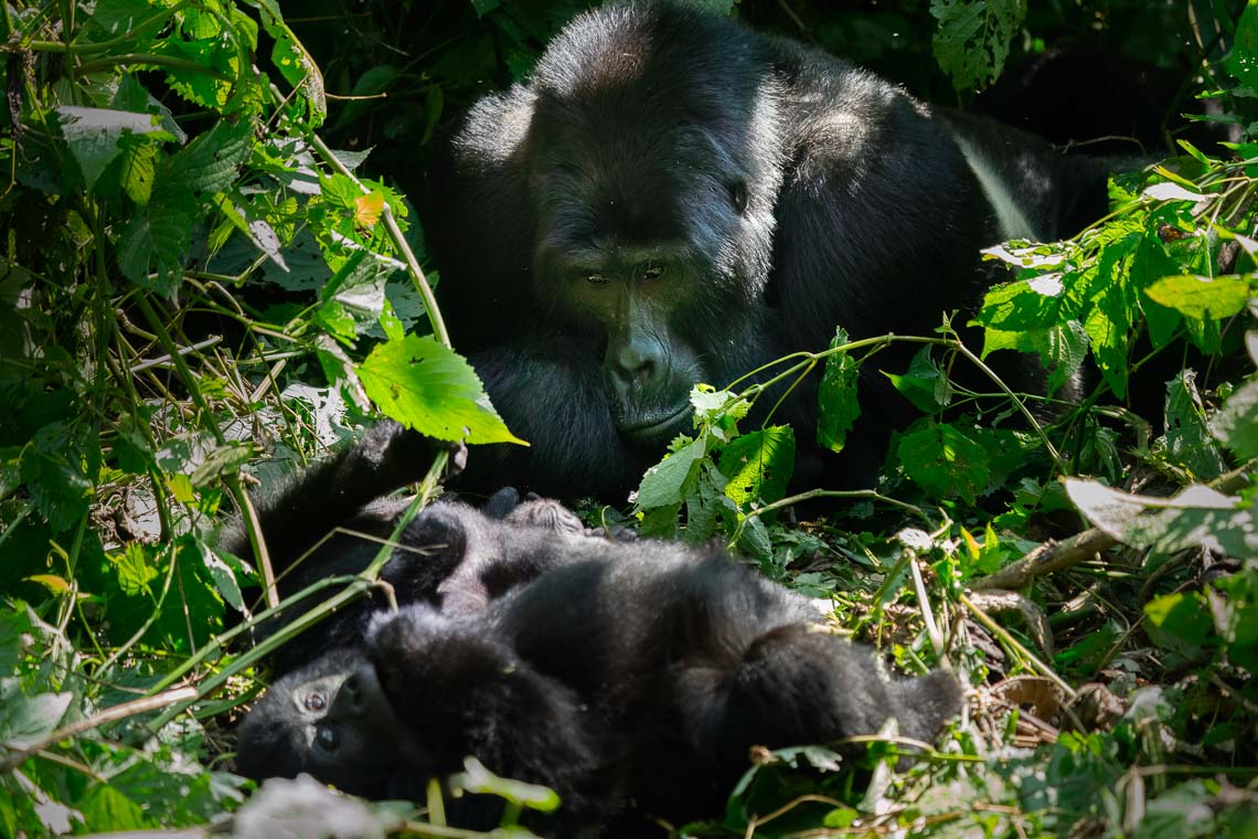 Uganda Gorilla Nikon School Viaggio Fotografico Workshop Viaggi Fotografici 00063