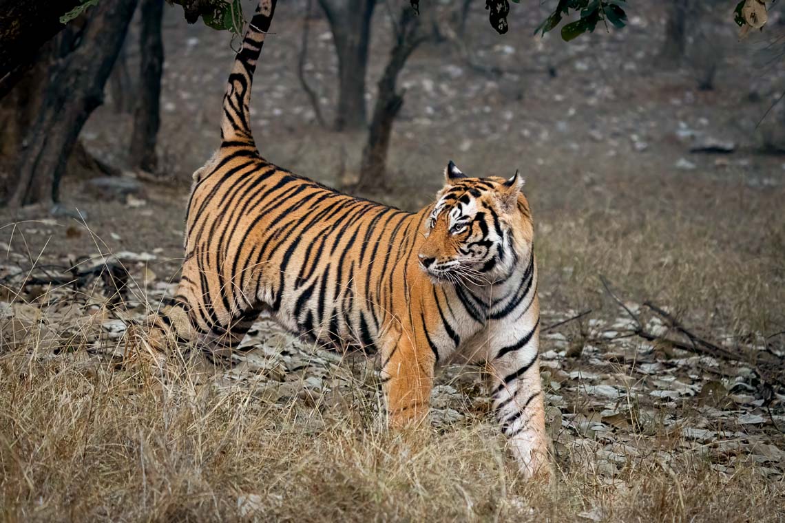 Viaggio Fotografico India Tigri Tigre Nikon School Ranthambore Workshop Wildlife Viaggi Fotografici 00001