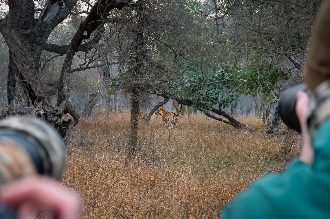 Viaggio Fotografico India Tigri Tigre Nikon School Ranthambore Workshop Wildlife Viaggi Fotografici 00003