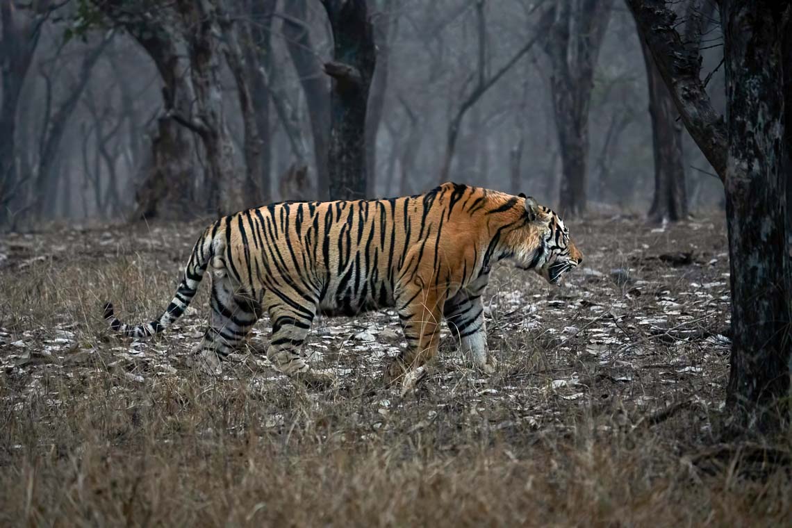 Viaggio Fotografico India Tigri Tigre Nikon School Ranthambore Workshop Wildlife Viaggi Fotografici 00003