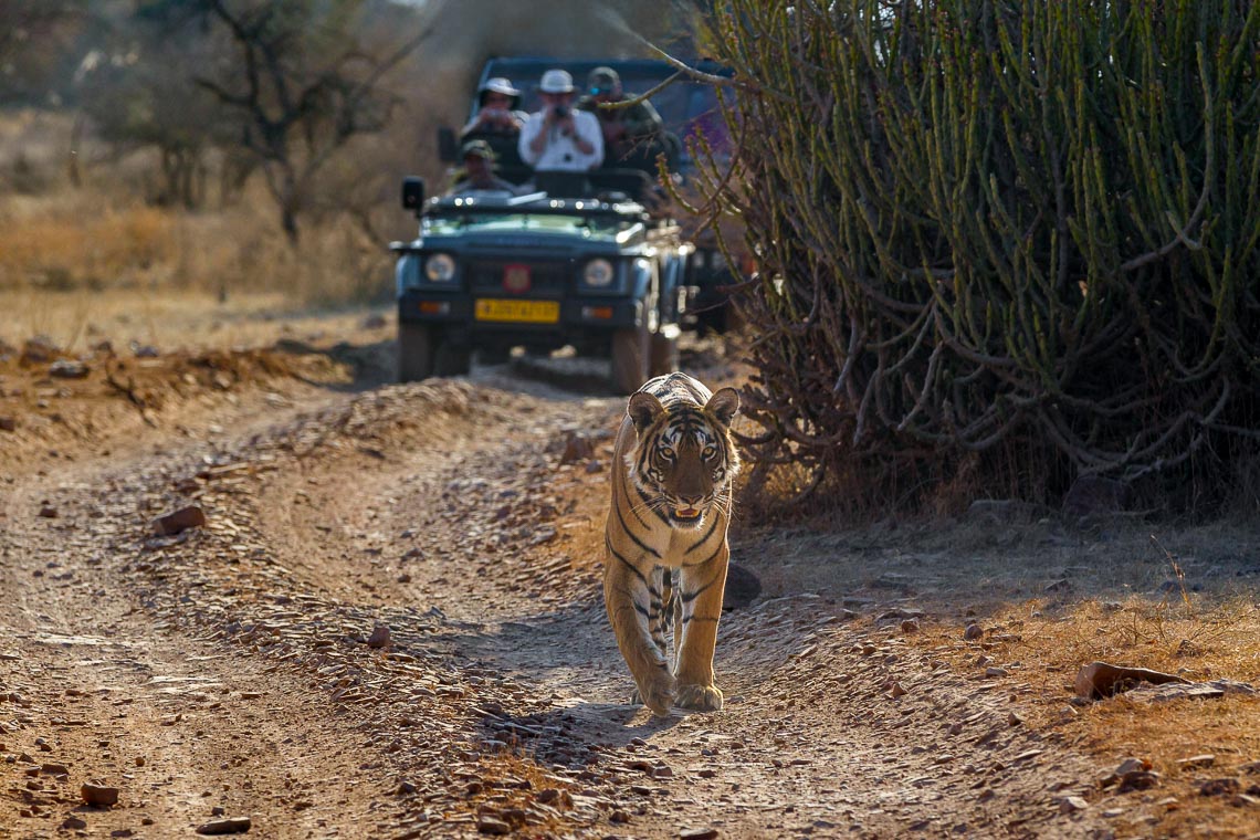 Viaggio Fotografico India Tigri Tigre Nikon School Ranthambore Workshop Wildlife Viaggi Fotografici 00005