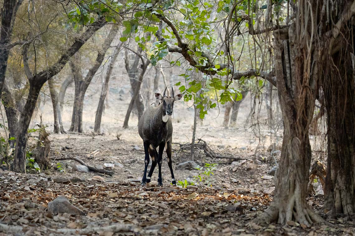 Viaggio Fotografico India Tigri Tigre Nikon School Ranthambore Workshop Wildlife Viaggi Fotografici 00010