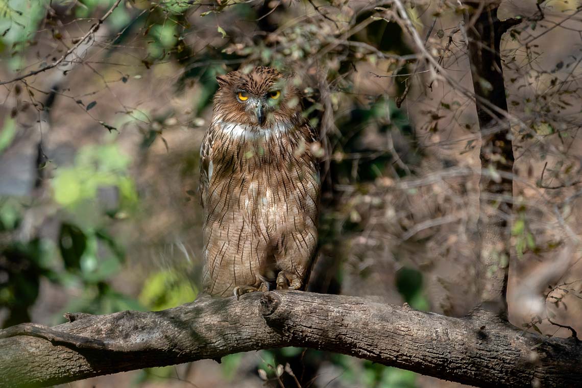 Viaggio Fotografico India Tigri Tigre Nikon School Ranthambore Workshop Wildlife Viaggi Fotografici 00014