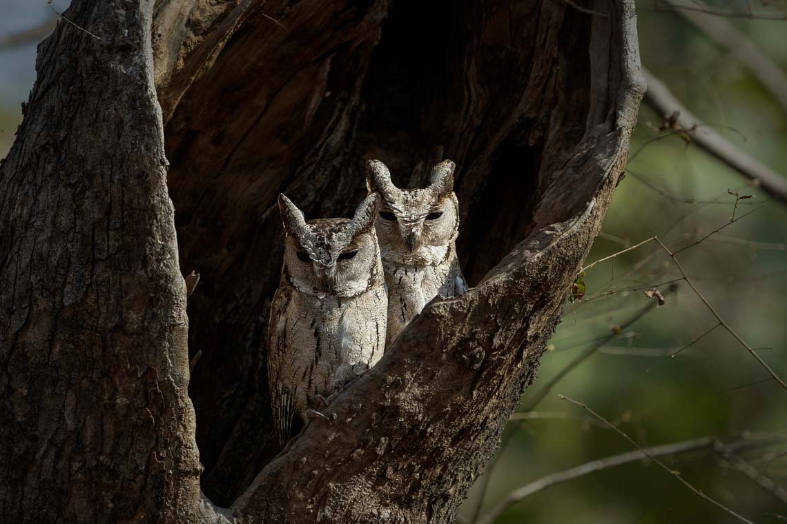 Viaggio Fotografico India Tigri Tigre Nikon School Ranthambore Workshop Wildlife Viaggi Fotografici 00017