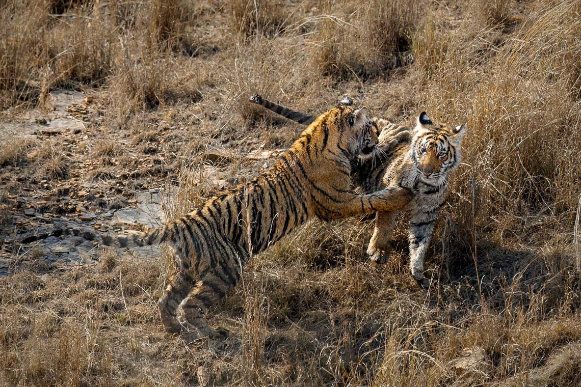 Viaggio Fotografico India Tigri Tigre Nikon School Ranthambore Workshop Wildlife Viaggi Fotografici 00019