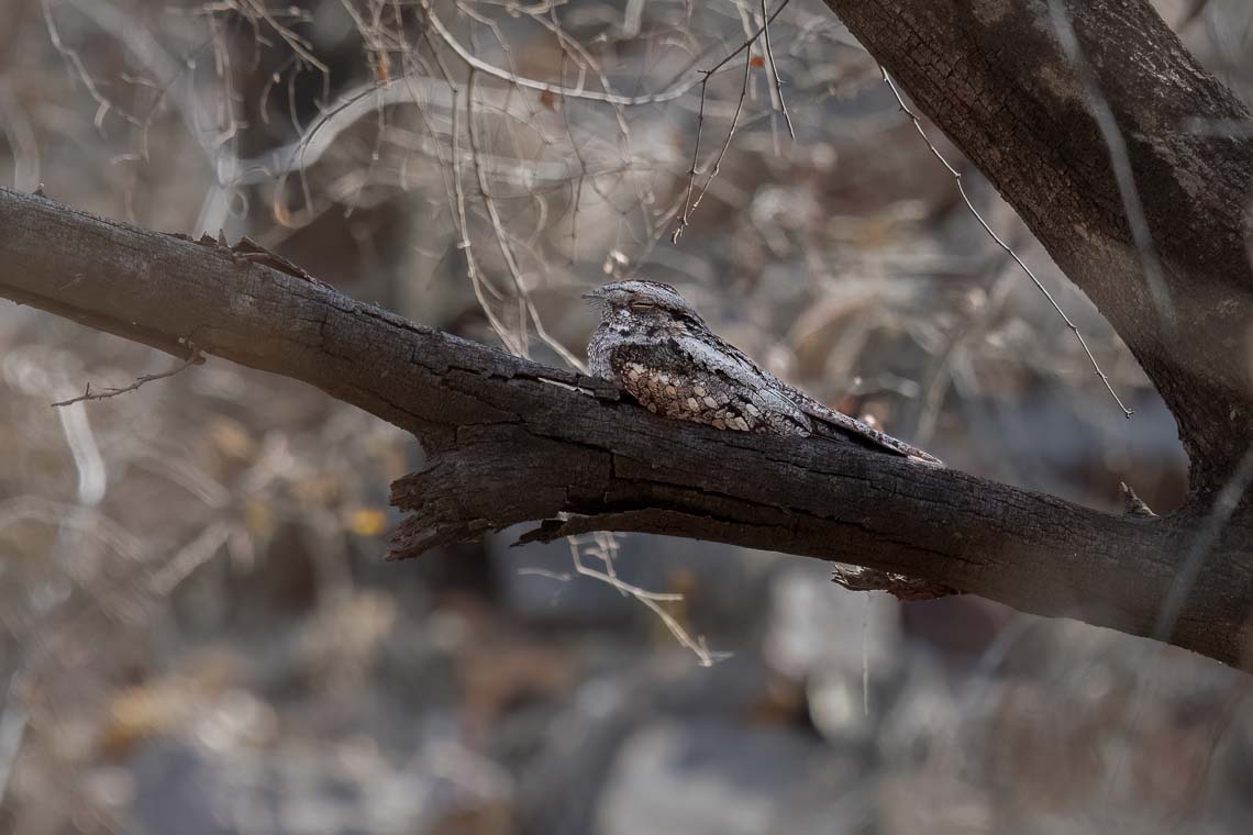 Viaggio Fotografico India Tigri Tigre Nikon School Ranthambore Workshop Wildlife Viaggi Fotografici 00020