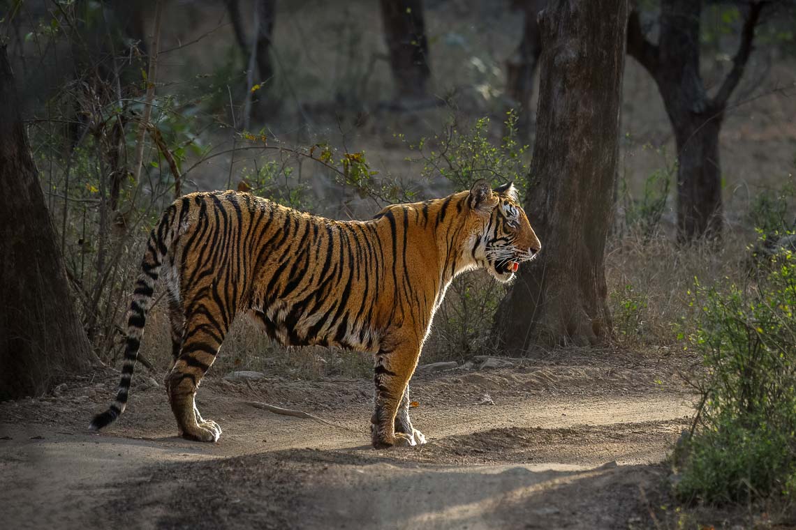 Viaggio Fotografico India Tigri Tigre Nikon School Ranthambore Workshop Wildlife Viaggi Fotografici 00022