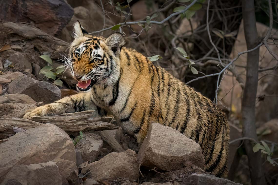 Viaggio Fotografico India Tigri Tigre Nikon School Ranthambore Workshop Wildlife Viaggi Fotografici 00024