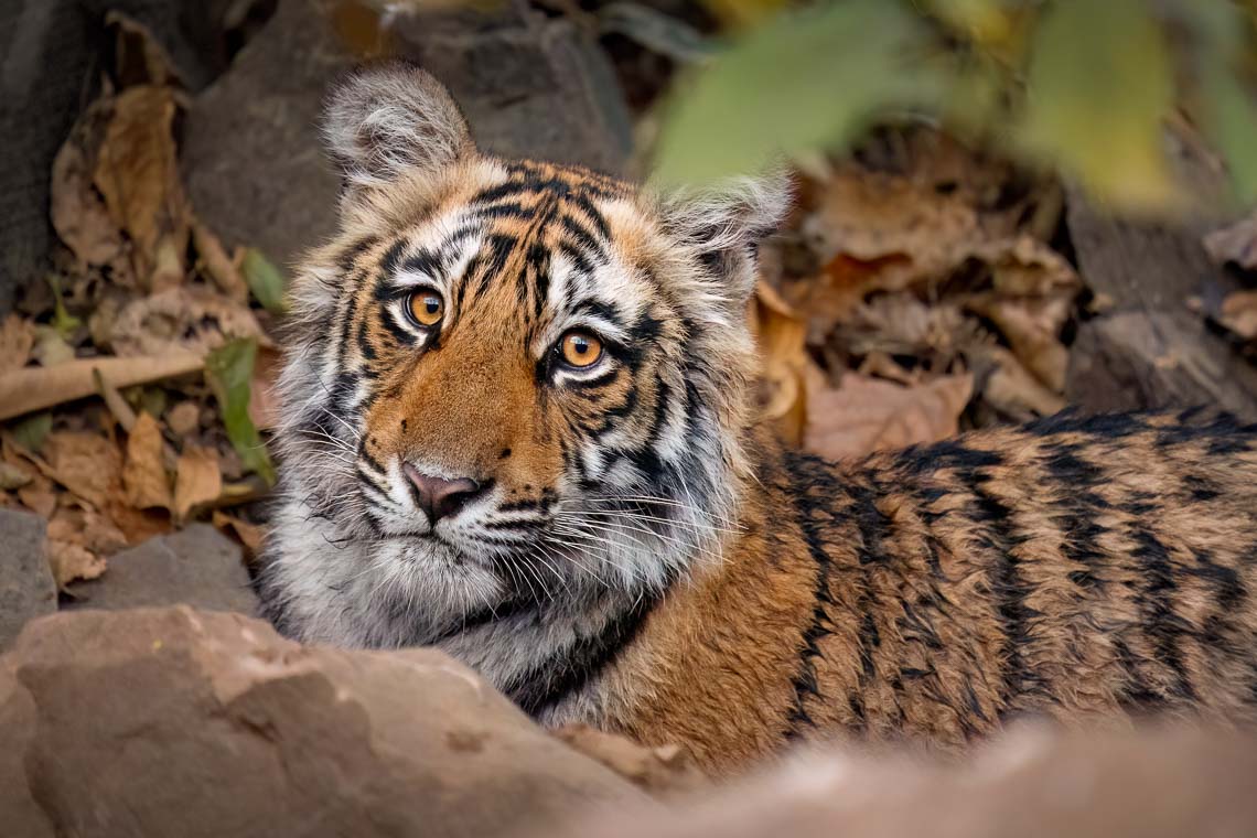 Viaggio Fotografico India Tigri Tigre Nikon School Ranthambore Workshop Wildlife Viaggi Fotografici 00025