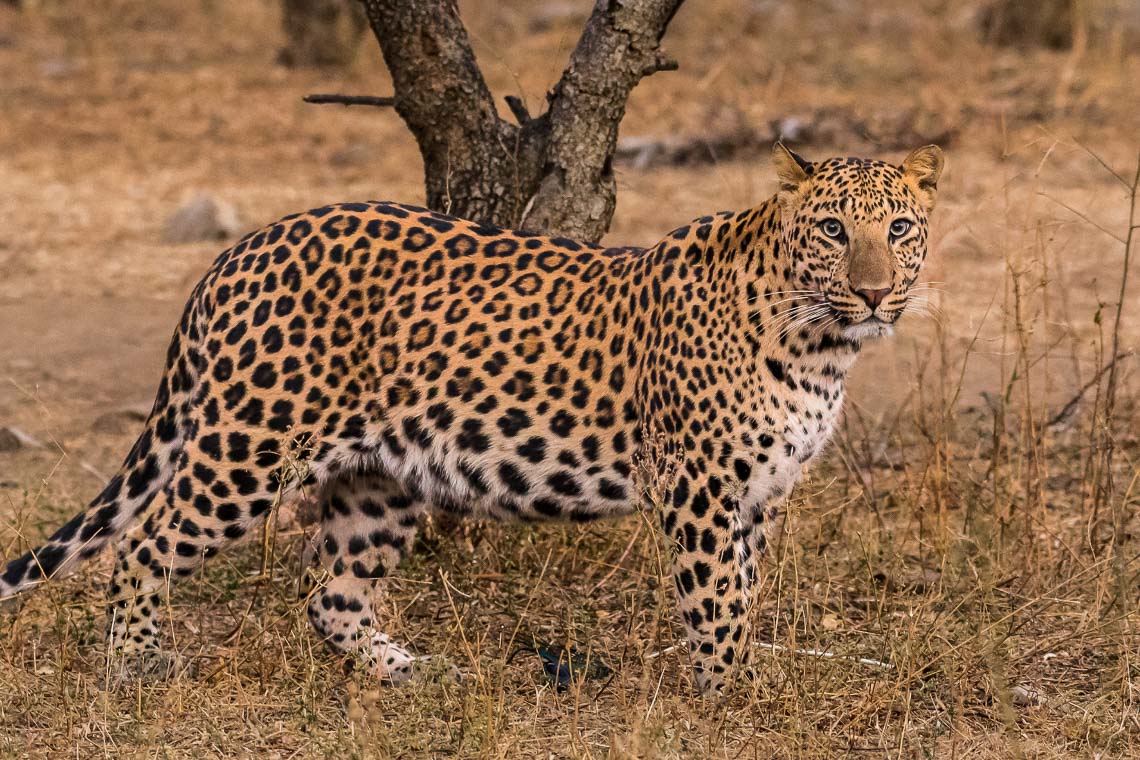 Viaggio Fotografico India Tigri Tigre Nikon School Ranthambore Workshop Wildlife Viaggi Fotografici 00031