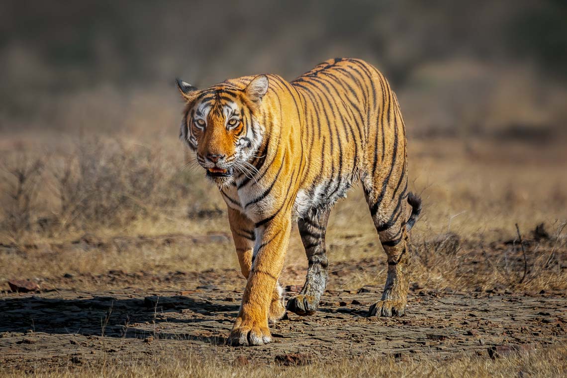 Viaggio Fotografico India Tigri Tigre Nikon School Ranthambore Workshop Wildlife Viaggi Fotografici 00034