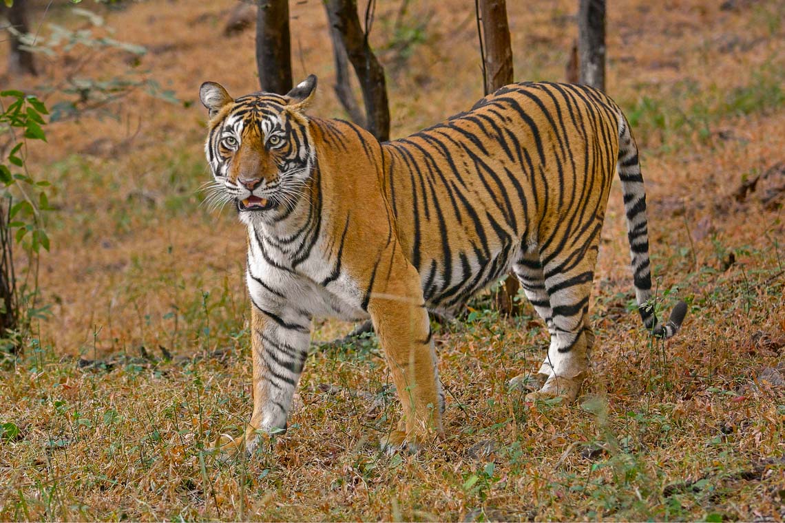 Viaggio Fotografico India Tigri Tigre Nikon School Ranthambore Workshop Wildlife Viaggi Fotografici 00035