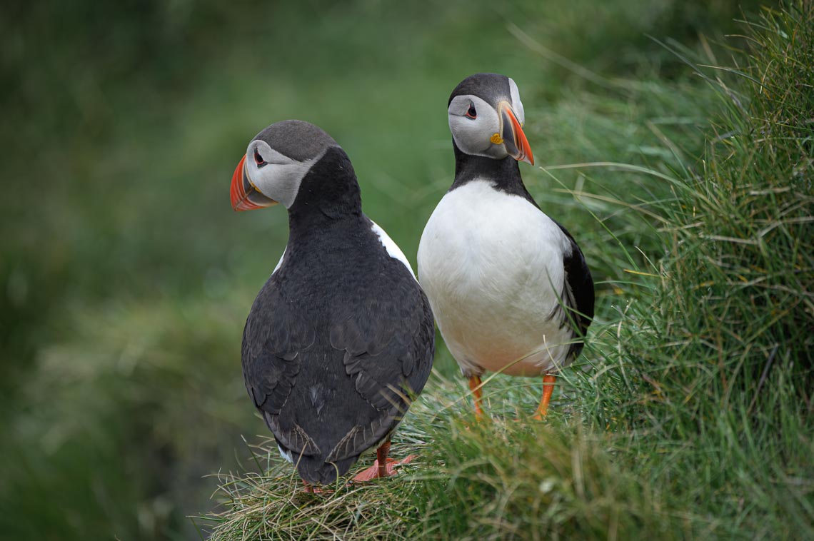 Islanda Nikon School Viaggio Fotografico Estate Workshop Puffin Balene Whale Watching Sole Mezzanotte 00001