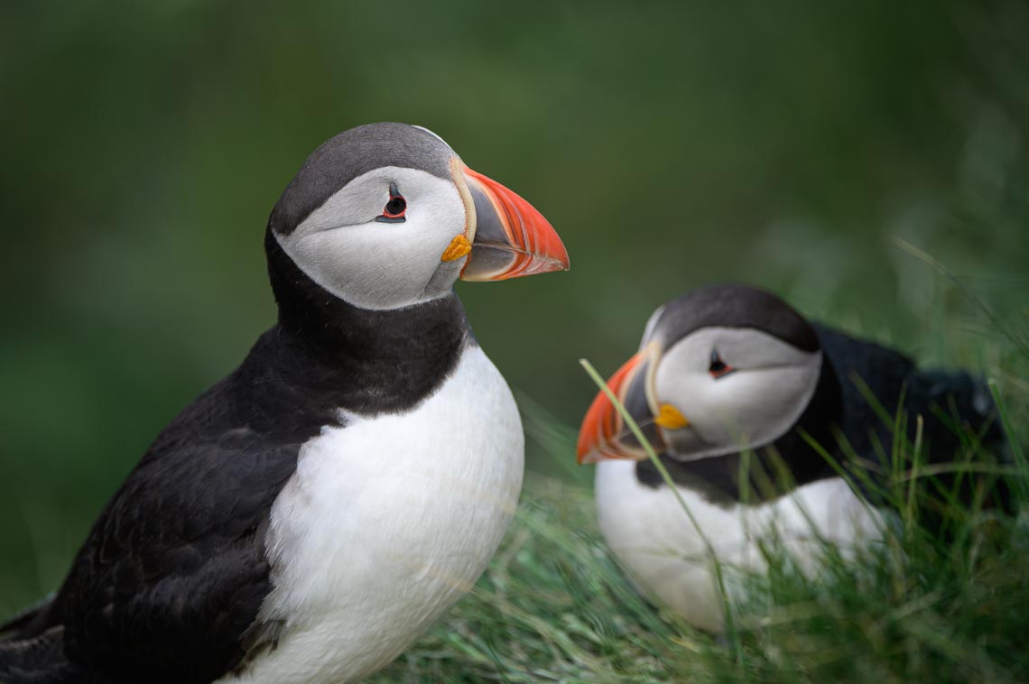 Islanda Nikon School Viaggio Fotografico Estate Workshop Puffin Balene Whale Watching Sole Mezzanotte 00002