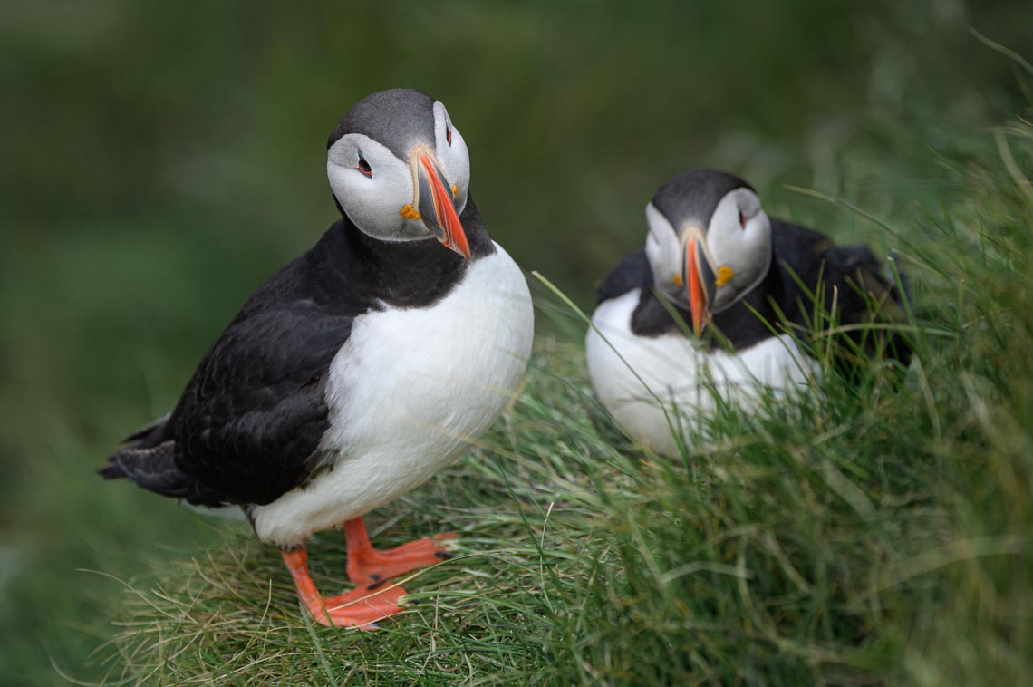 Islanda Nikon School Viaggio Fotografico Estate Workshop Puffin Balene Whale Watching Sole Mezzanotte 00003