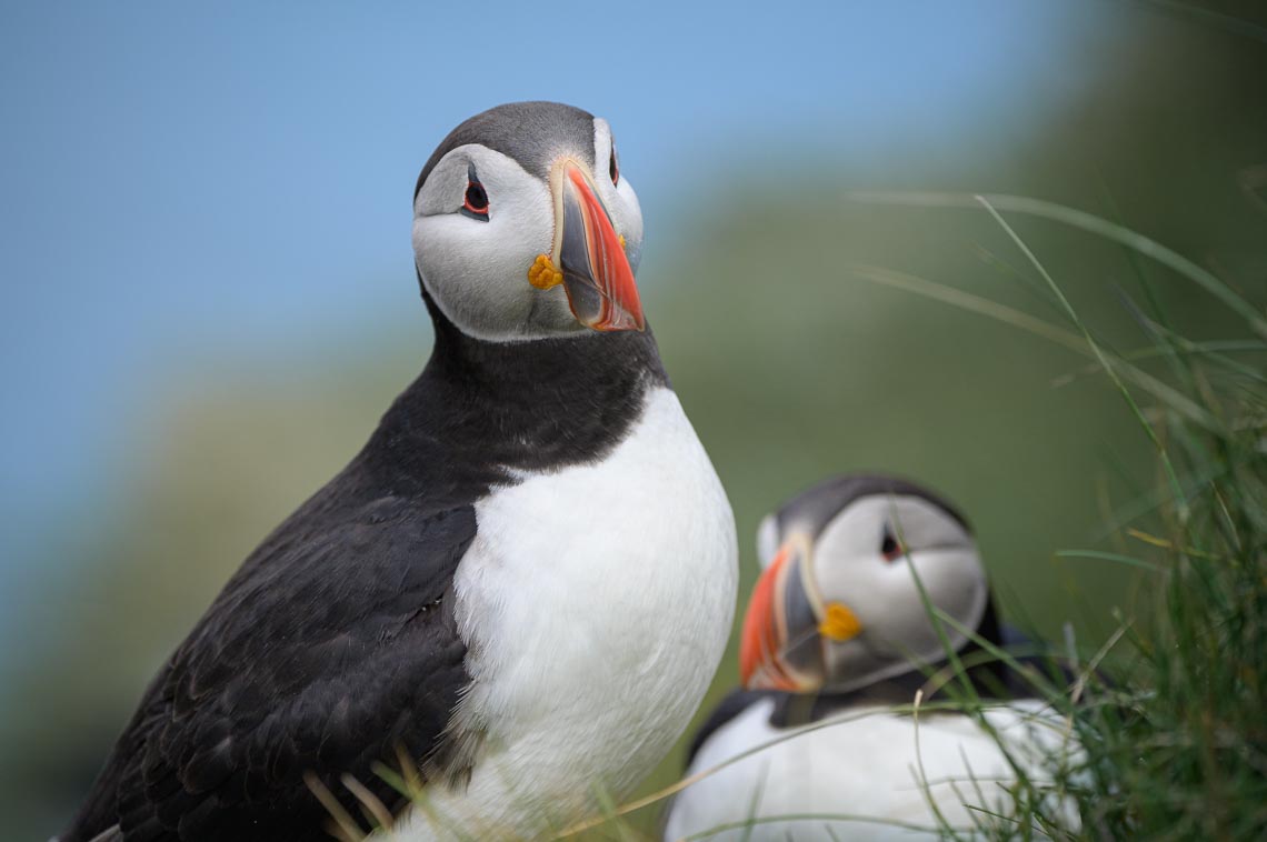 Islanda Nikon School Viaggio Fotografico Estate Workshop Puffin Balene Whale Watching Sole Mezzanotte 00004