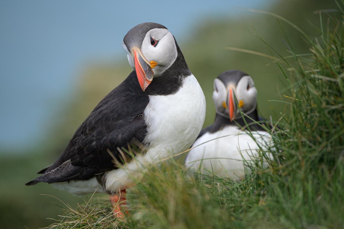 Islanda Nikon School Viaggio Fotografico Estate Workshop Puffin Balene Whale Watching Sole Mezzanotte 00005