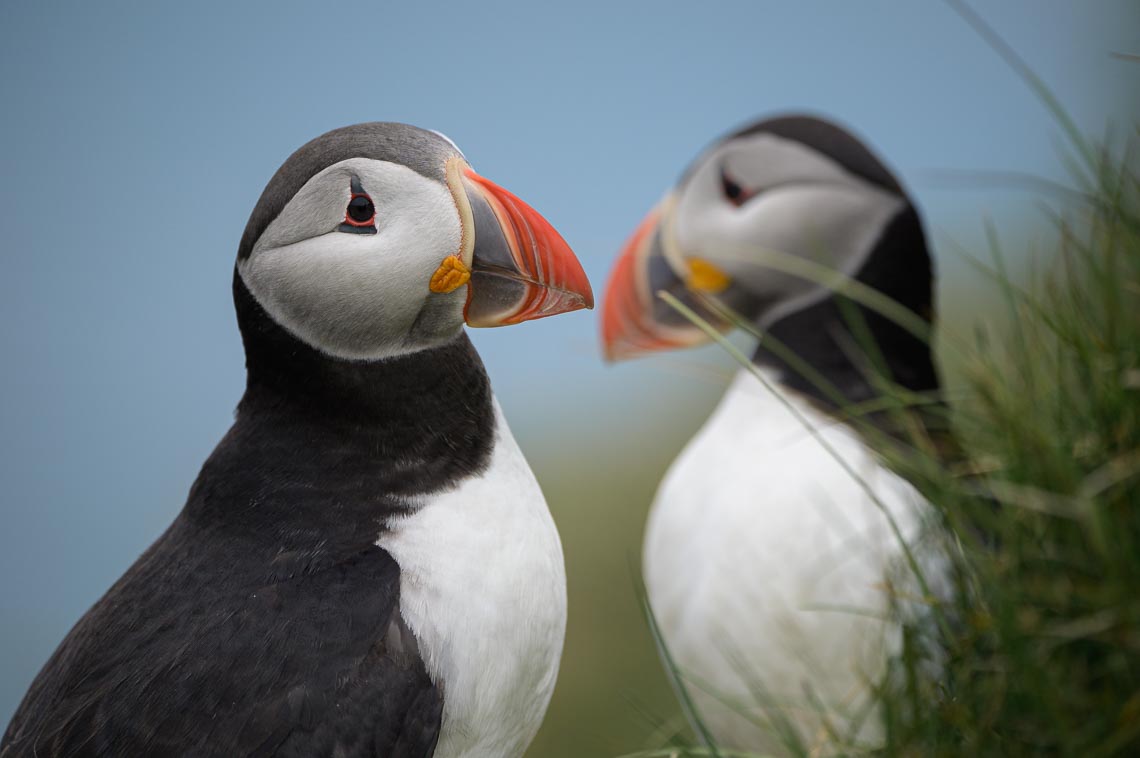 Islanda Nikon School Viaggio Fotografico Estate Workshop Puffin Balene Whale Watching Sole Mezzanotte 00006