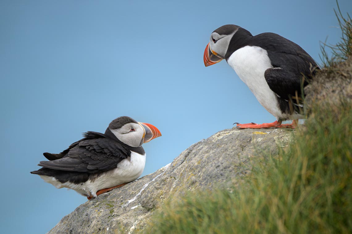 Islanda Nikon School Viaggio Fotografico Estate Workshop Puffin Balene Whale Watching Sole Mezzanotte 00007