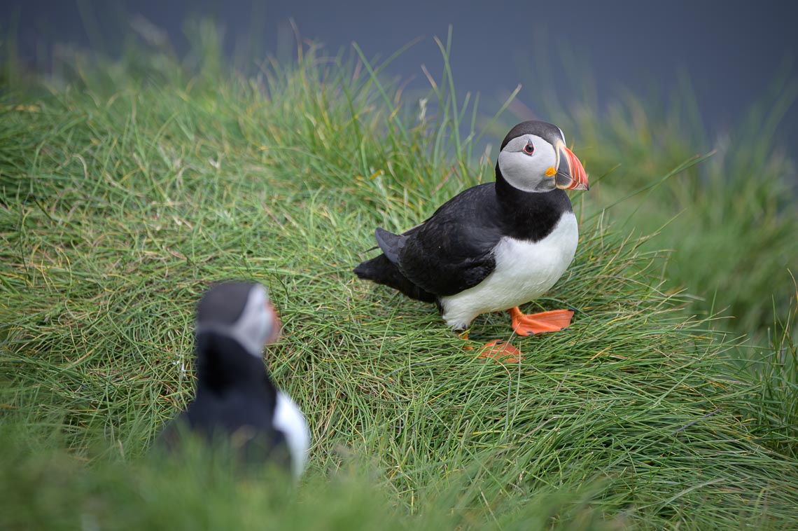 Islanda Nikon School Viaggio Fotografico Estate Workshop Puffin Balene Whale Watching Sole Mezzanotte 00008