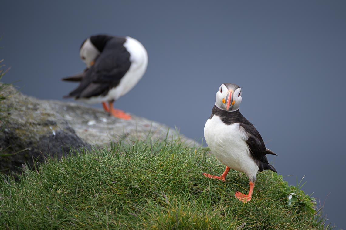 Islanda Nikon School Viaggio Fotografico Estate Workshop Puffin Balene Whale Watching Sole Mezzanotte 00009