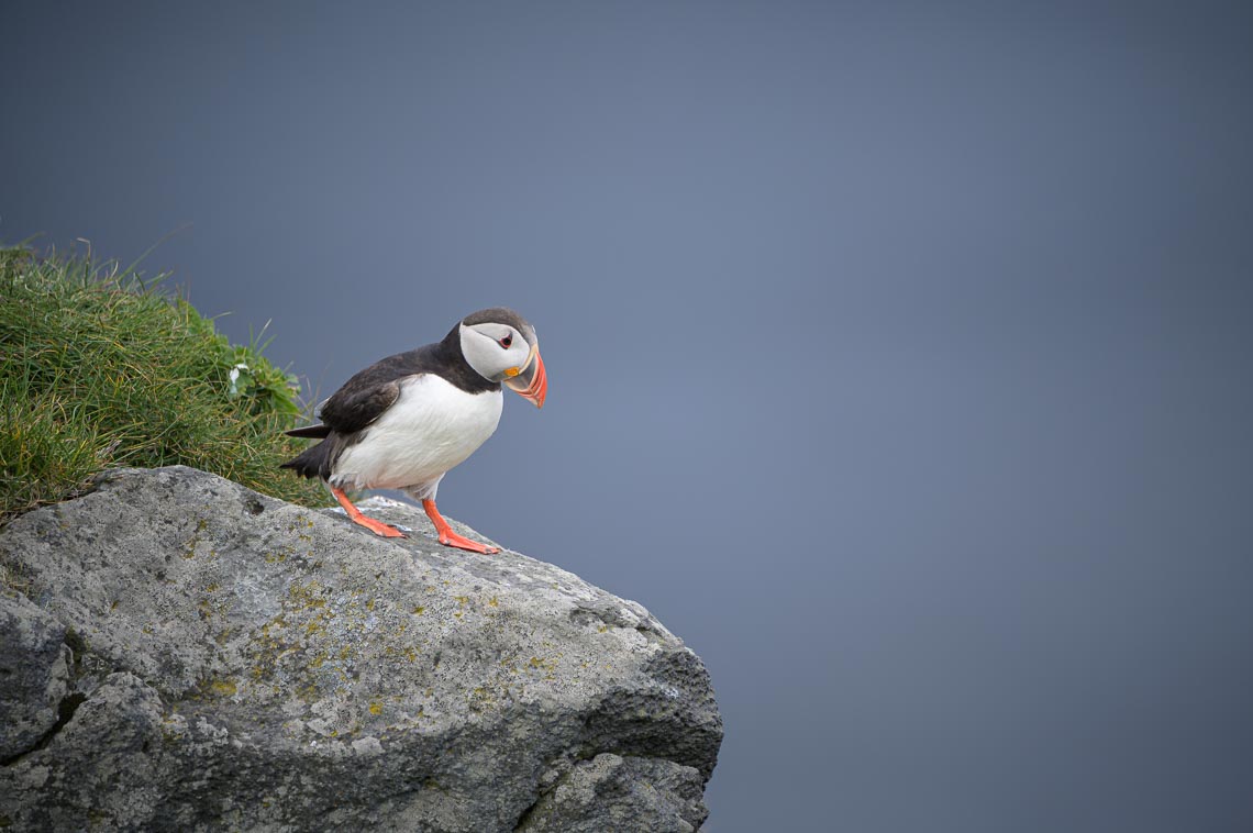 Islanda Nikon School Viaggio Fotografico Estate Workshop Puffin Balene Whale Watching Sole Mezzanotte 00010