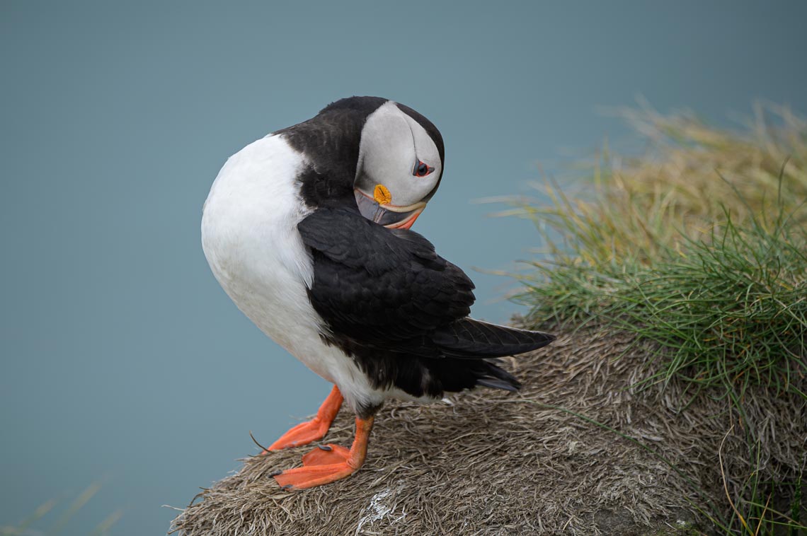 Islanda Nikon School Viaggio Fotografico Estate Workshop Puffin Balene Whale Watching Sole Mezzanotte 00011