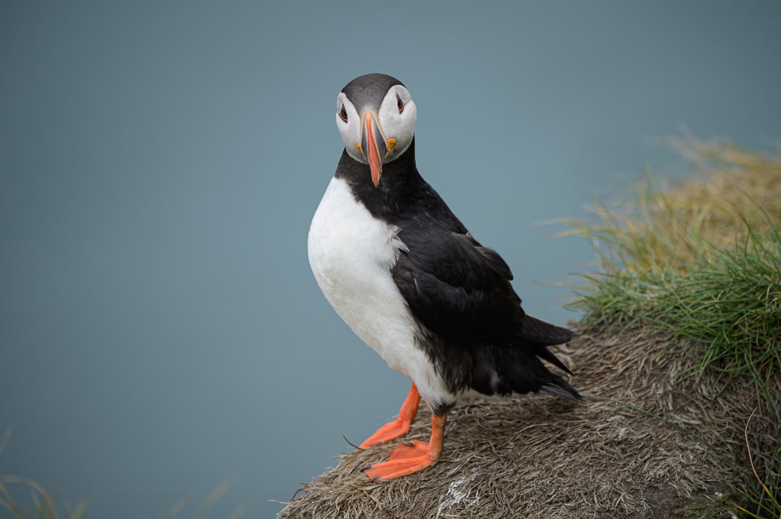 Islanda Nikon School Viaggio Fotografico Estate Workshop Puffin Balene Whale Watching Sole Mezzanotte 00012