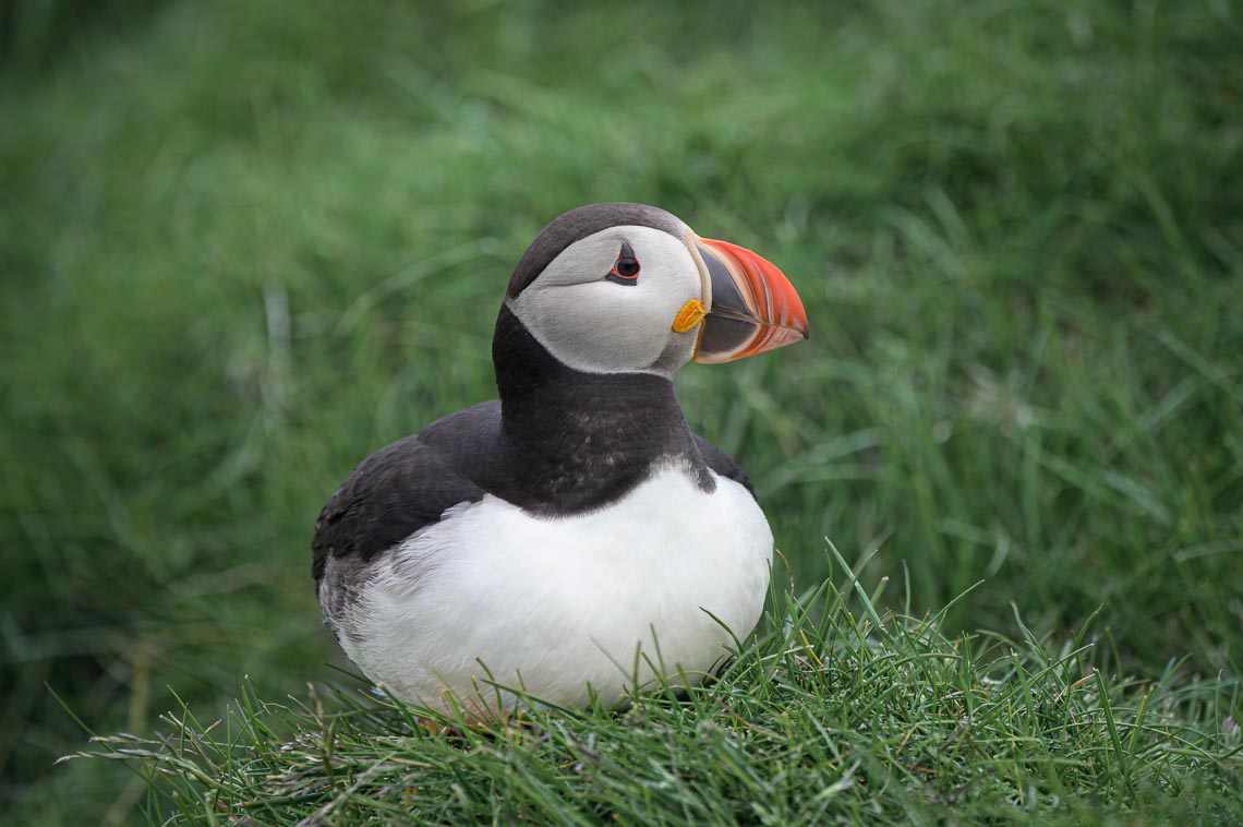 Islanda Nikon School Viaggio Fotografico Estate Workshop Puffin Balene Whale Watching Sole Mezzanotte 00013