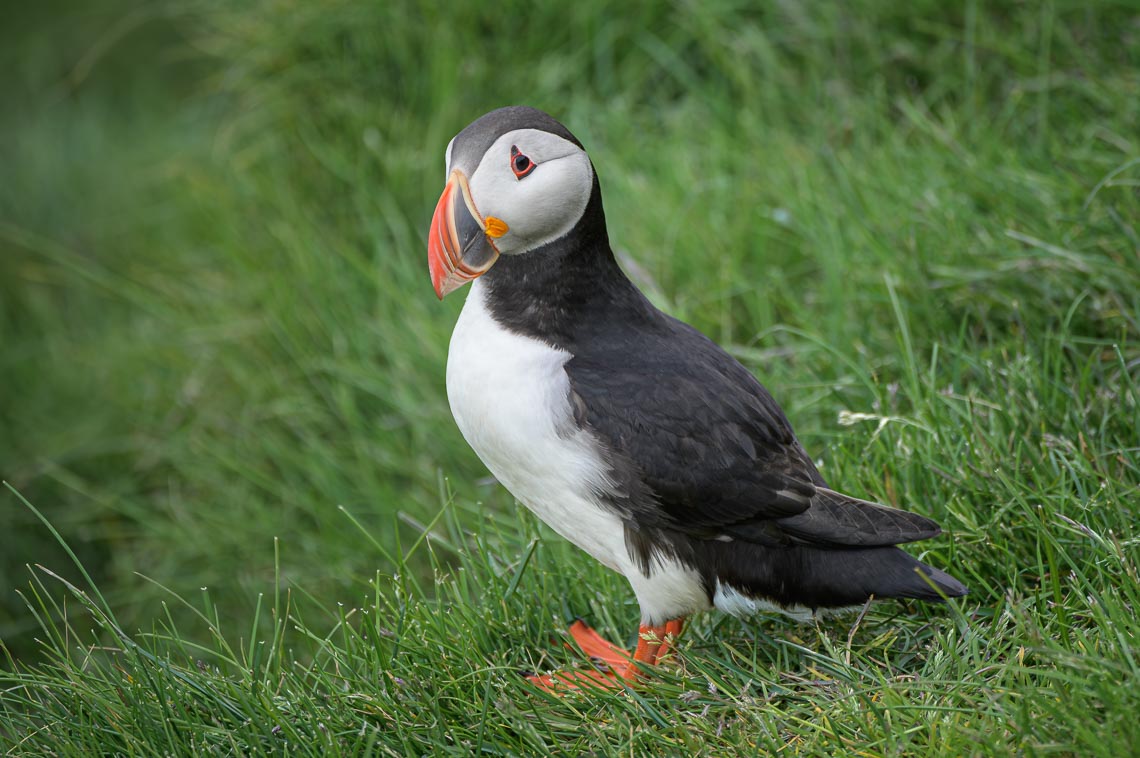 Islanda Nikon School Viaggio Fotografico Estate Workshop Puffin Balene Whale Watching Sole Mezzanotte 00014