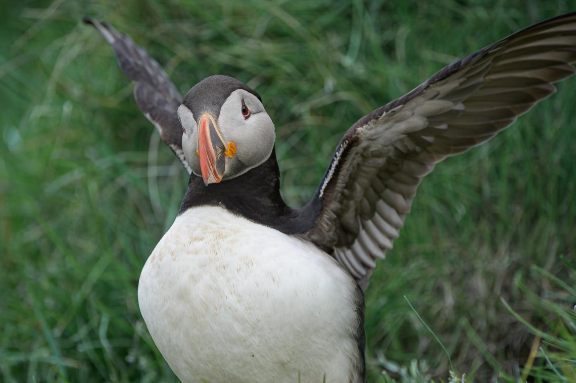 Islanda Nikon School Viaggio Fotografico Estate Workshop Puffin Balene Whale Watching Sole Mezzanotte 00015