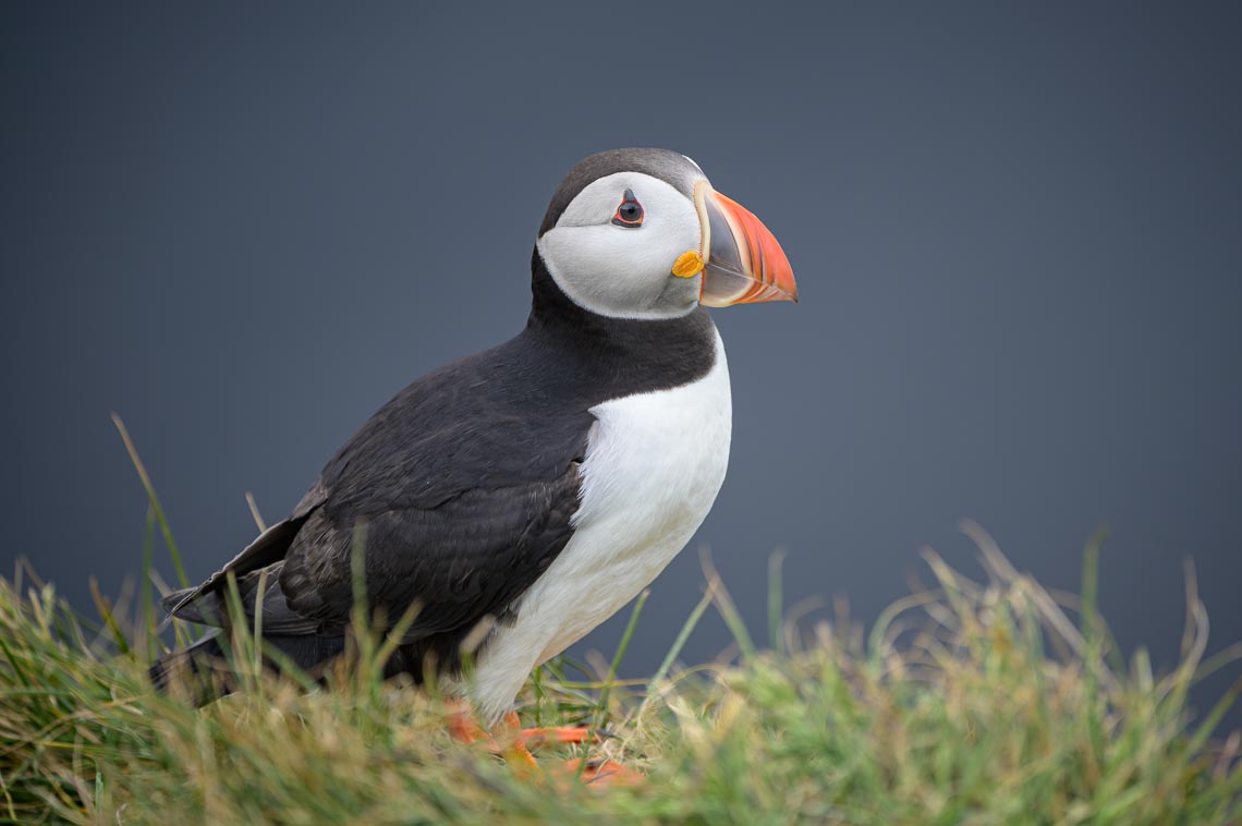 Islanda Nikon School Viaggio Fotografico Estate Workshop Puffin Balene Whale Watching Sole Mezzanotte 00016