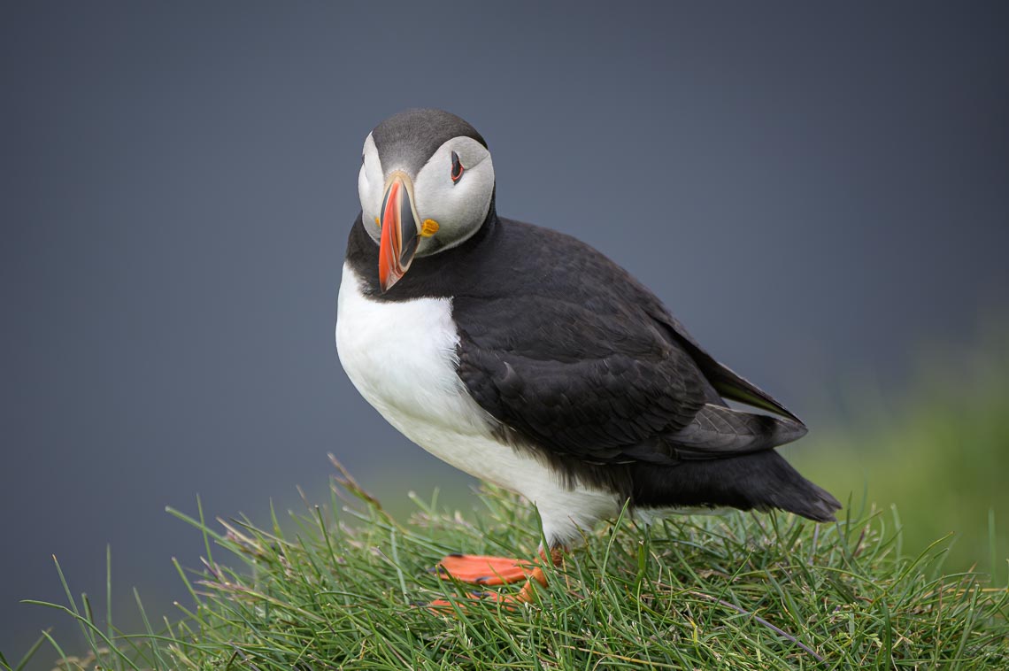 Islanda Nikon School Viaggio Fotografico Estate Workshop Puffin Balene Whale Watching Sole Mezzanotte 00017