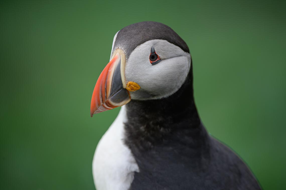 Islanda Nikon School Viaggio Fotografico Estate Workshop Puffin Balene Whale Watching Sole Mezzanotte 00018