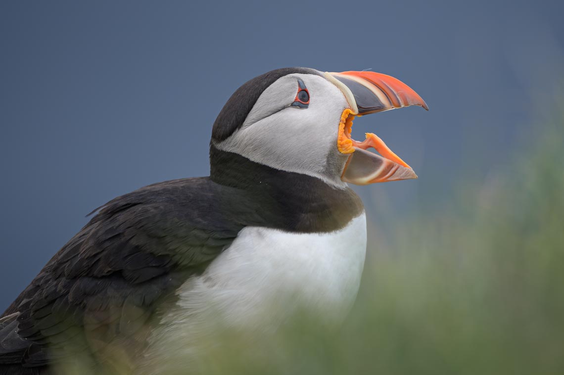 Islanda Nikon School Viaggio Fotografico Estate Workshop Puffin Balene Whale Watching Sole Mezzanotte 00019