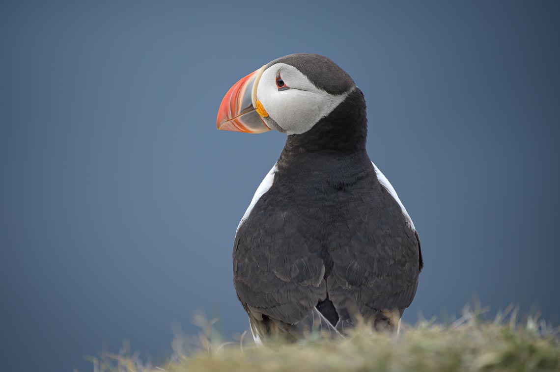 Islanda Nikon School Viaggio Fotografico Estate Workshop Puffin Balene Whale Watching Sole Mezzanotte 00020